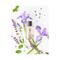 Marks & Spencer Soft Iris Eau De Toilette - (100ml)