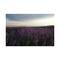 L'Occitane Lavender Organic Shower Gel - (250ml)