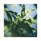L'Occitane Verbena Shower Gel - (250ml)
