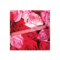 Daily life forever52 Velvet Rose Matte Lipstick RS011 (2.8gm)