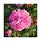 L'Occitane Rose Body Lotion - (250ml)