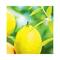 L'Occitane Citrus Verbena Cooling Deodorant - (50g)
