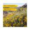 L'Occitane Immortelle Precious Essential Water Toner - (200ml)