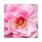 L'Occitane Rose Body Lotion - (75ml)